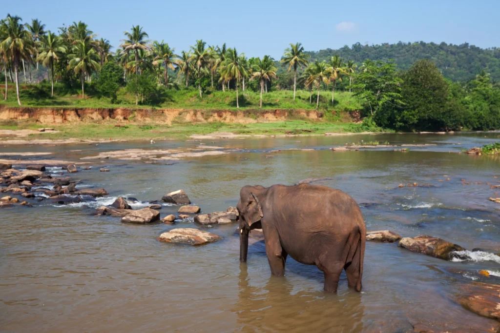 sri lanka pinawala