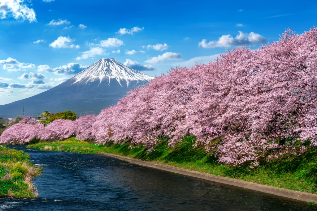 Japonsko - hora Fuji růžová sakury sníh