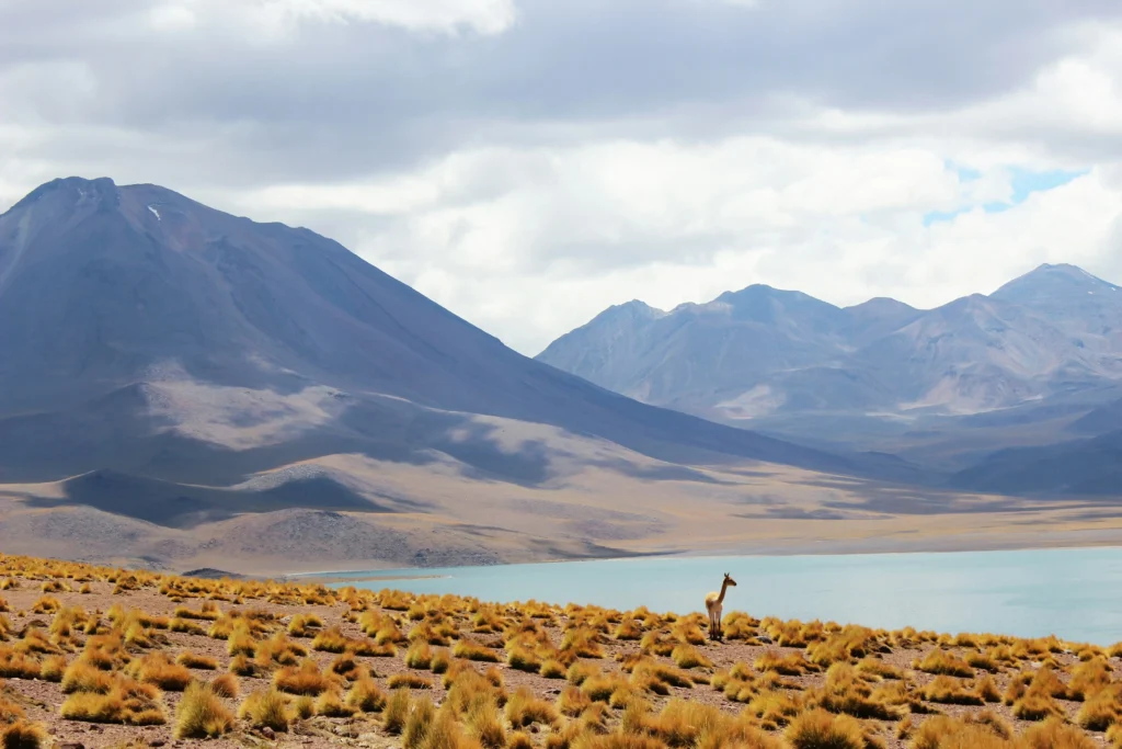 Patagonie destinace lama