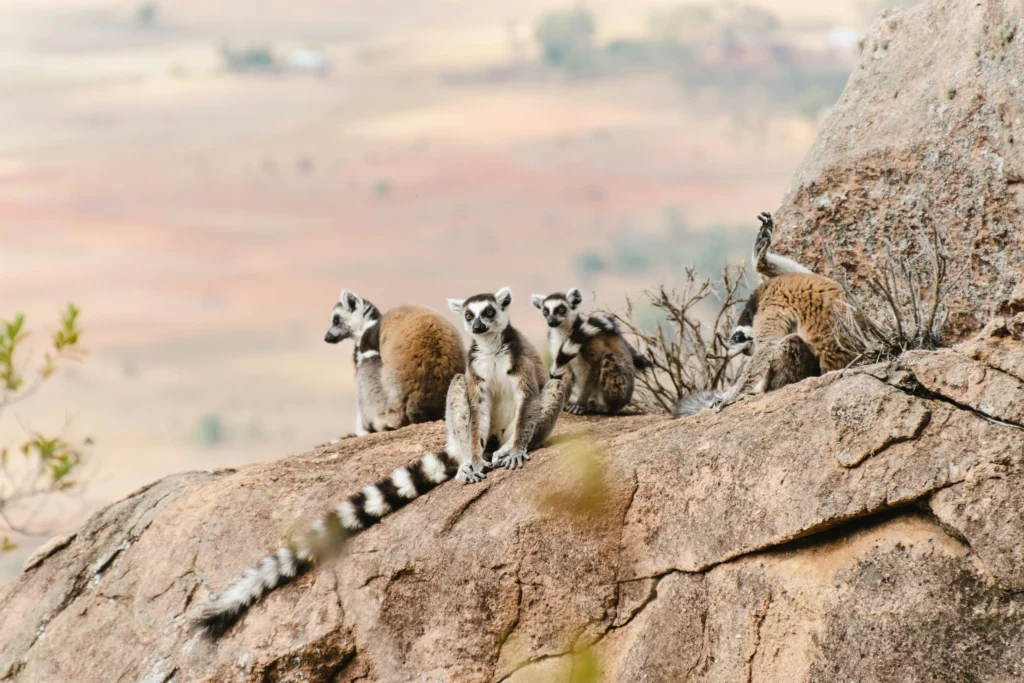 Madagaskar