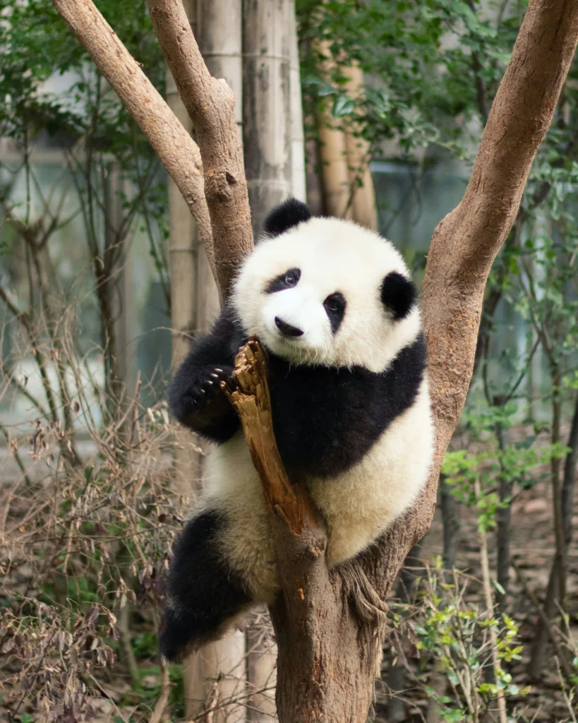 Chengdu Čína
