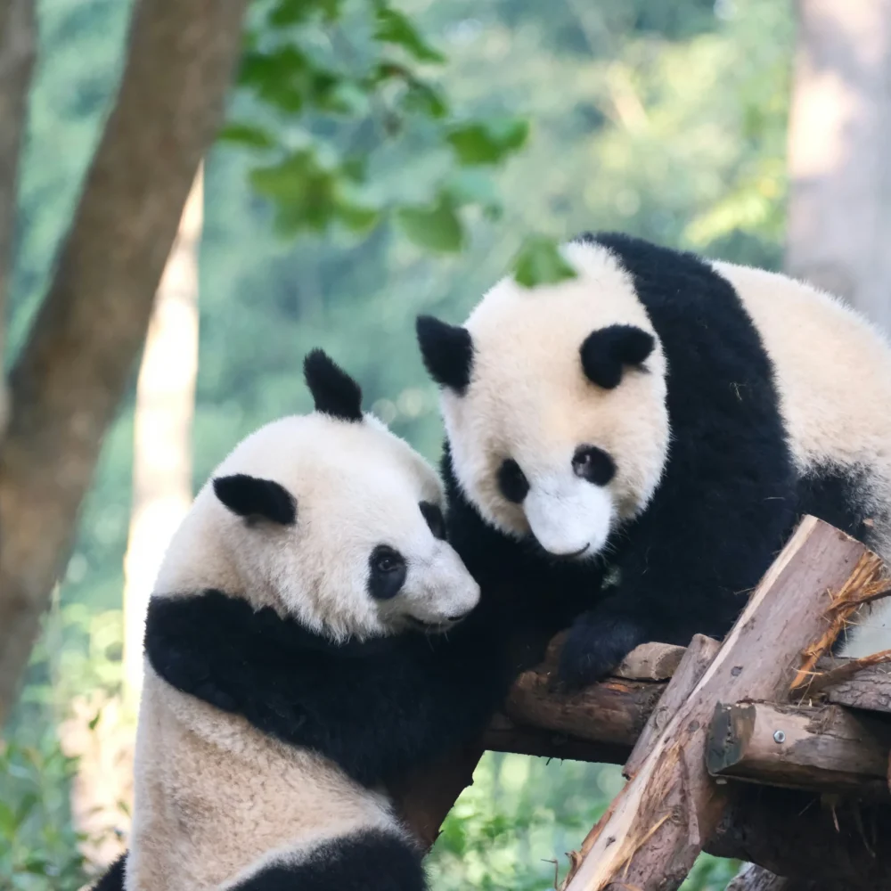 Chengdu Čína