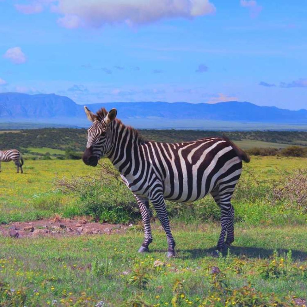 Ngorongoro