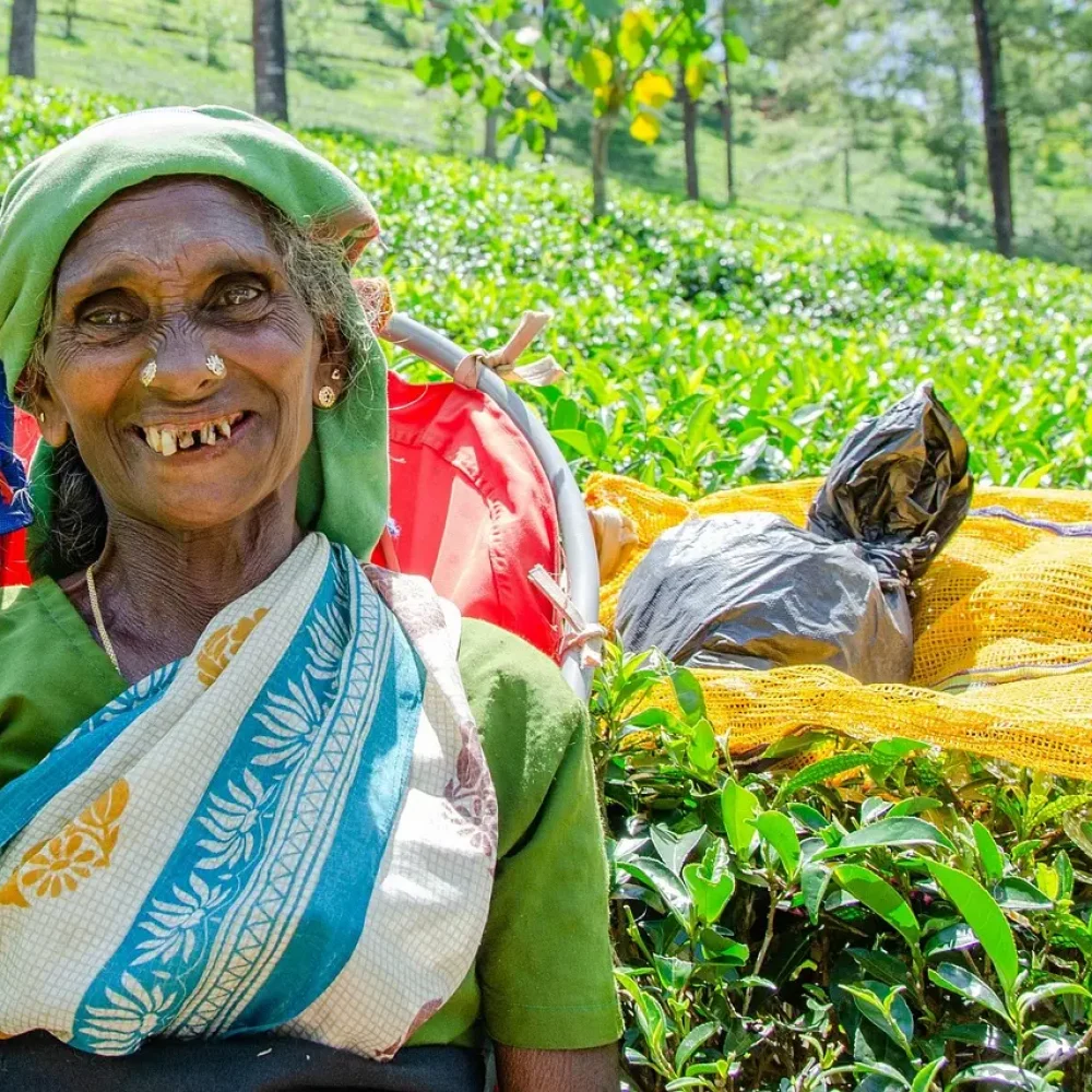 Nuwara Eliya čaj