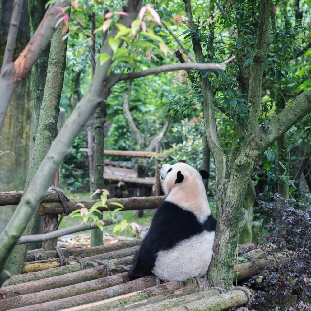 Panda, Čína
