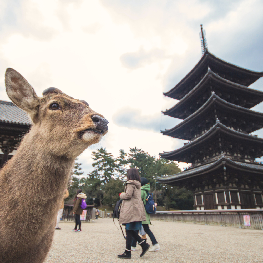 Japonsko Nara článek