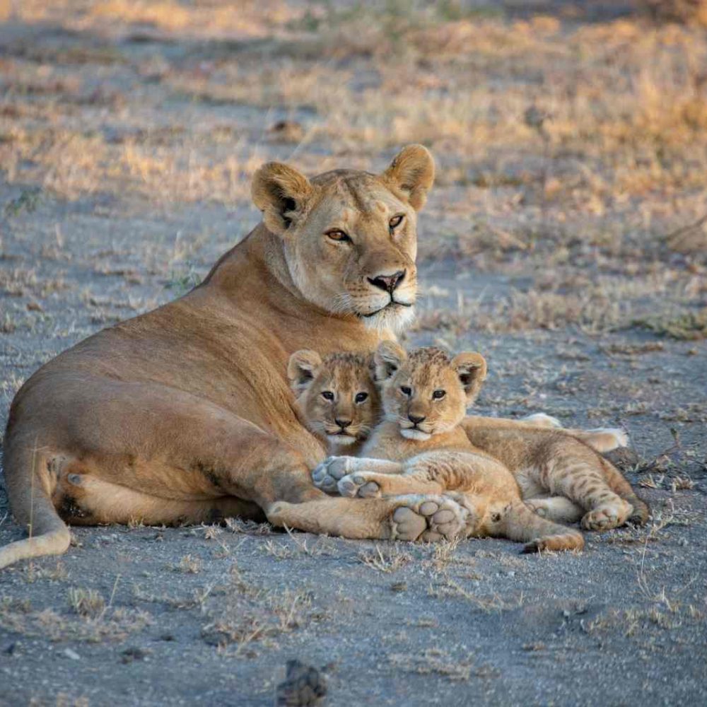 Safari Tanzánie