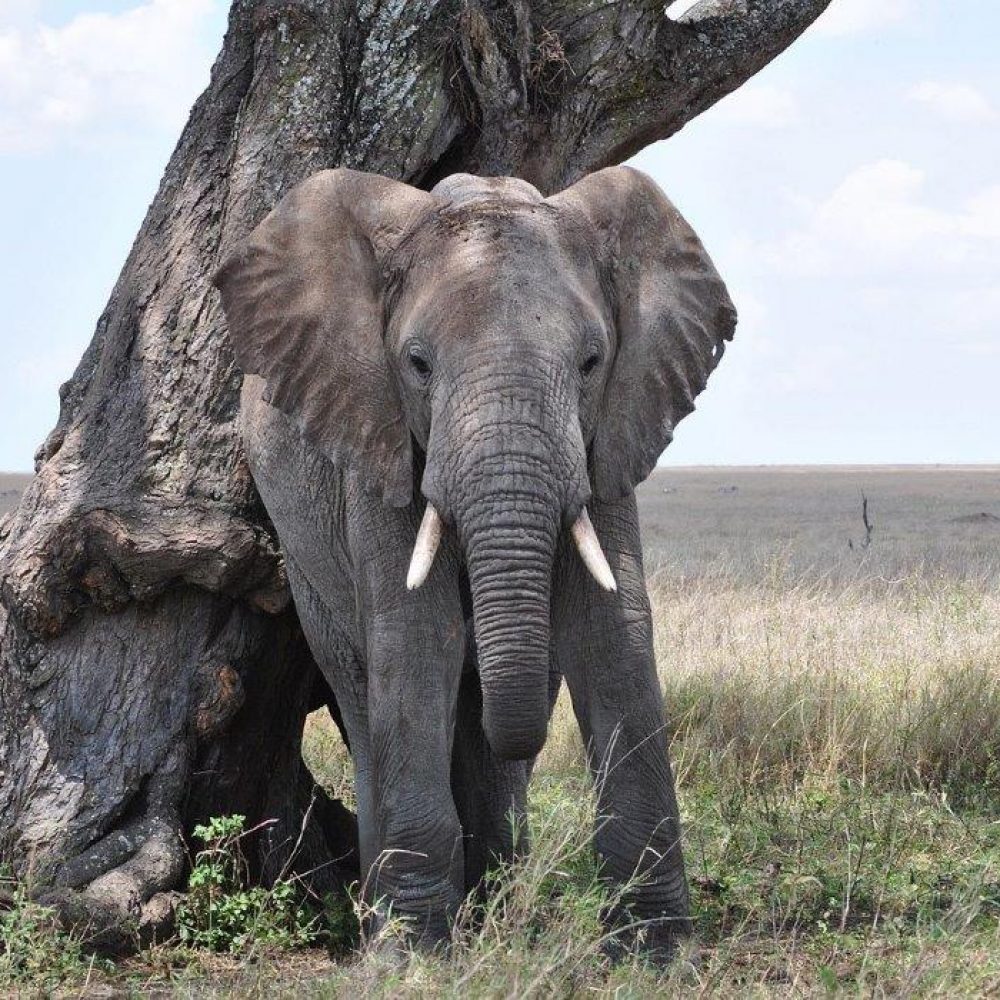 Serengeti (11)