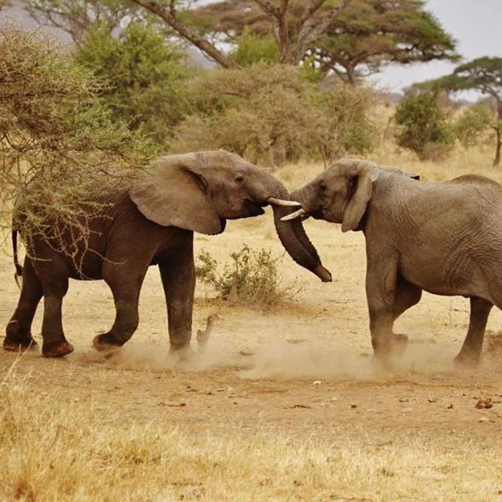 Serengeti