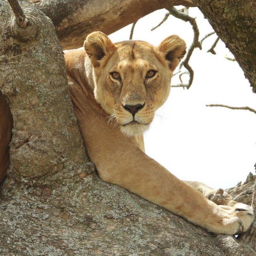 Serengeti (6)