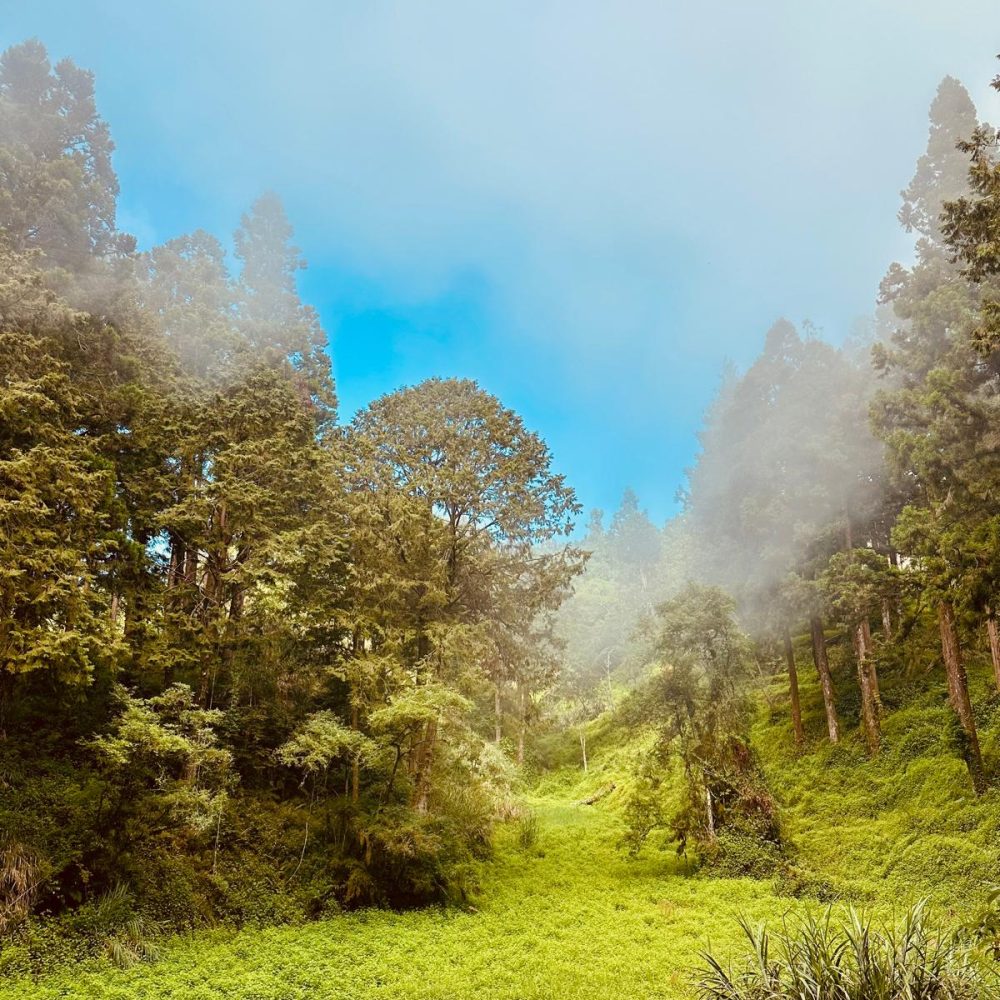Taiwan Alishan