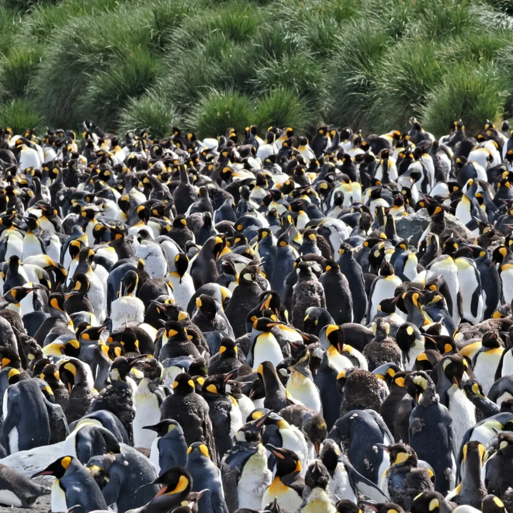 Antarktida Patagonie foto pan Jiří Kolbaba - zájezd