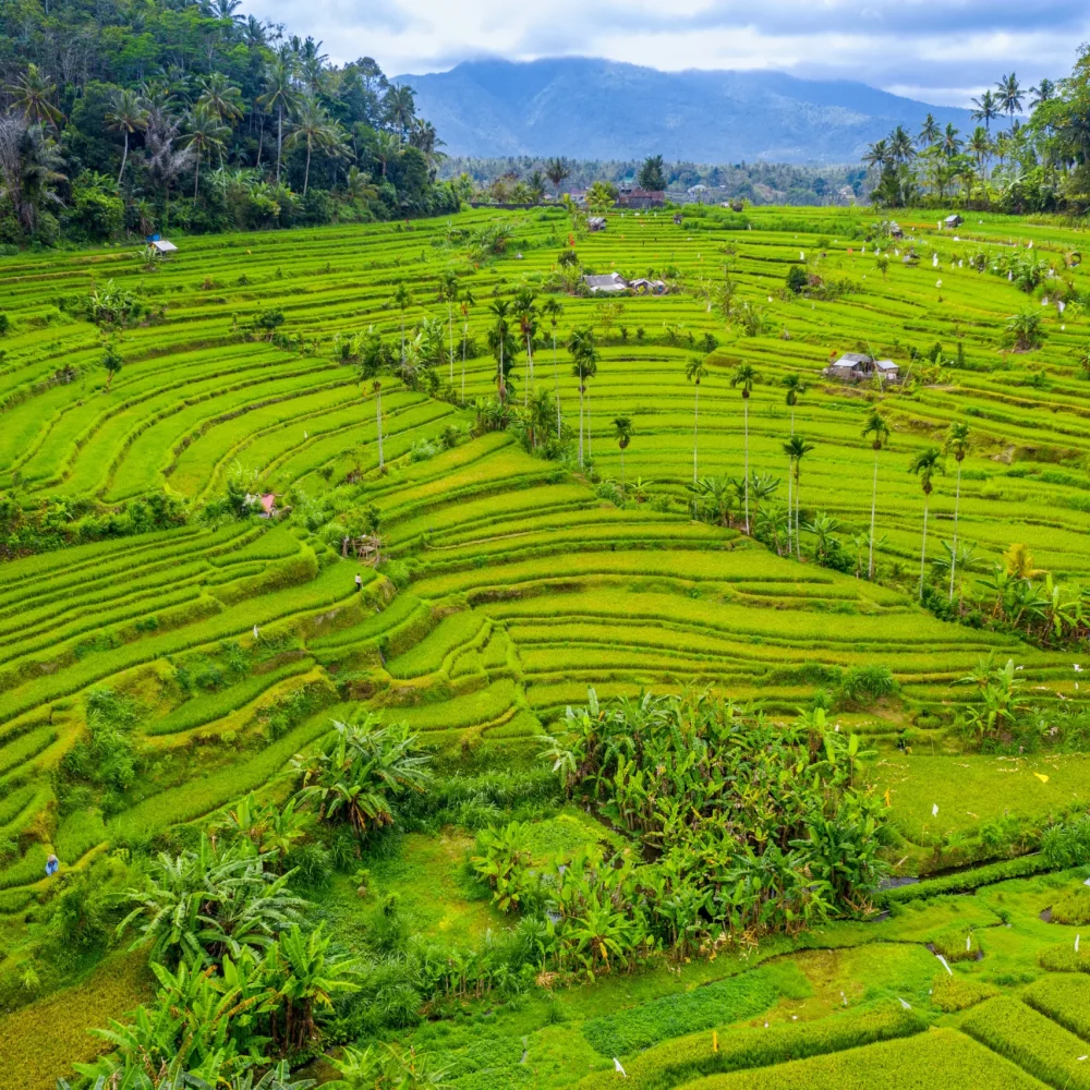 Rýžové terasy Bali Indonésie