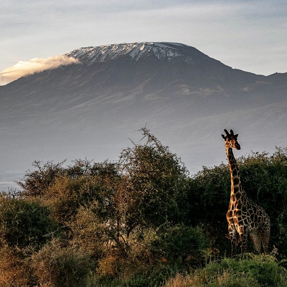 africa-4058720_1280
