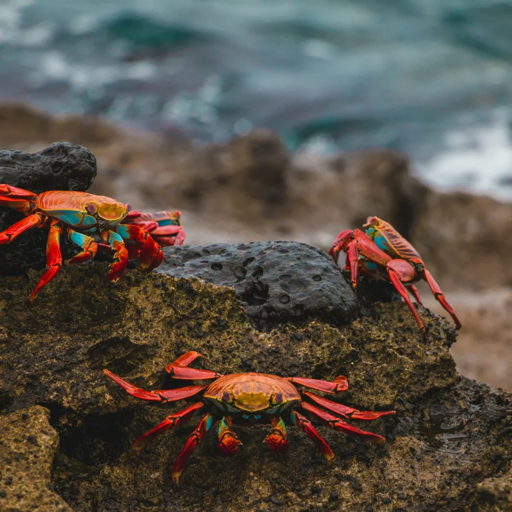 Galapágy krab