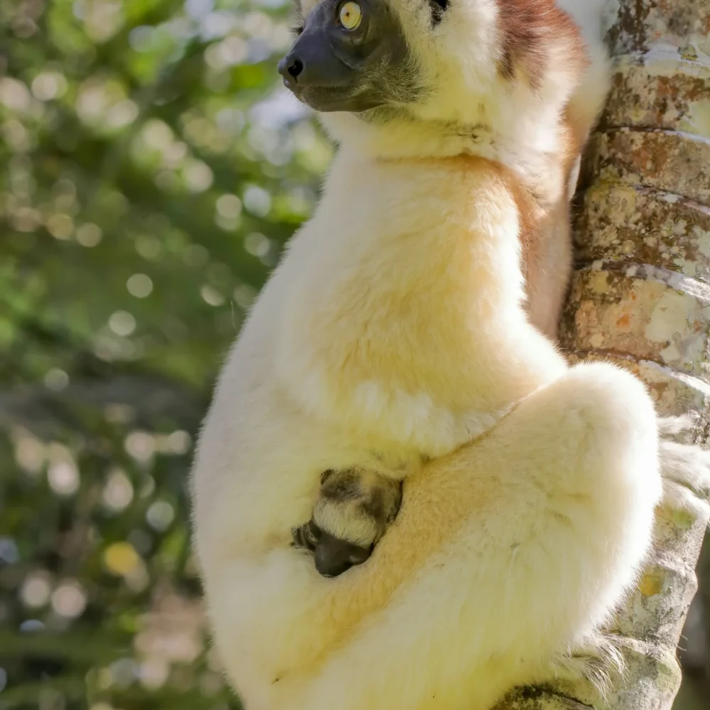Madagaskar zájezd lemur