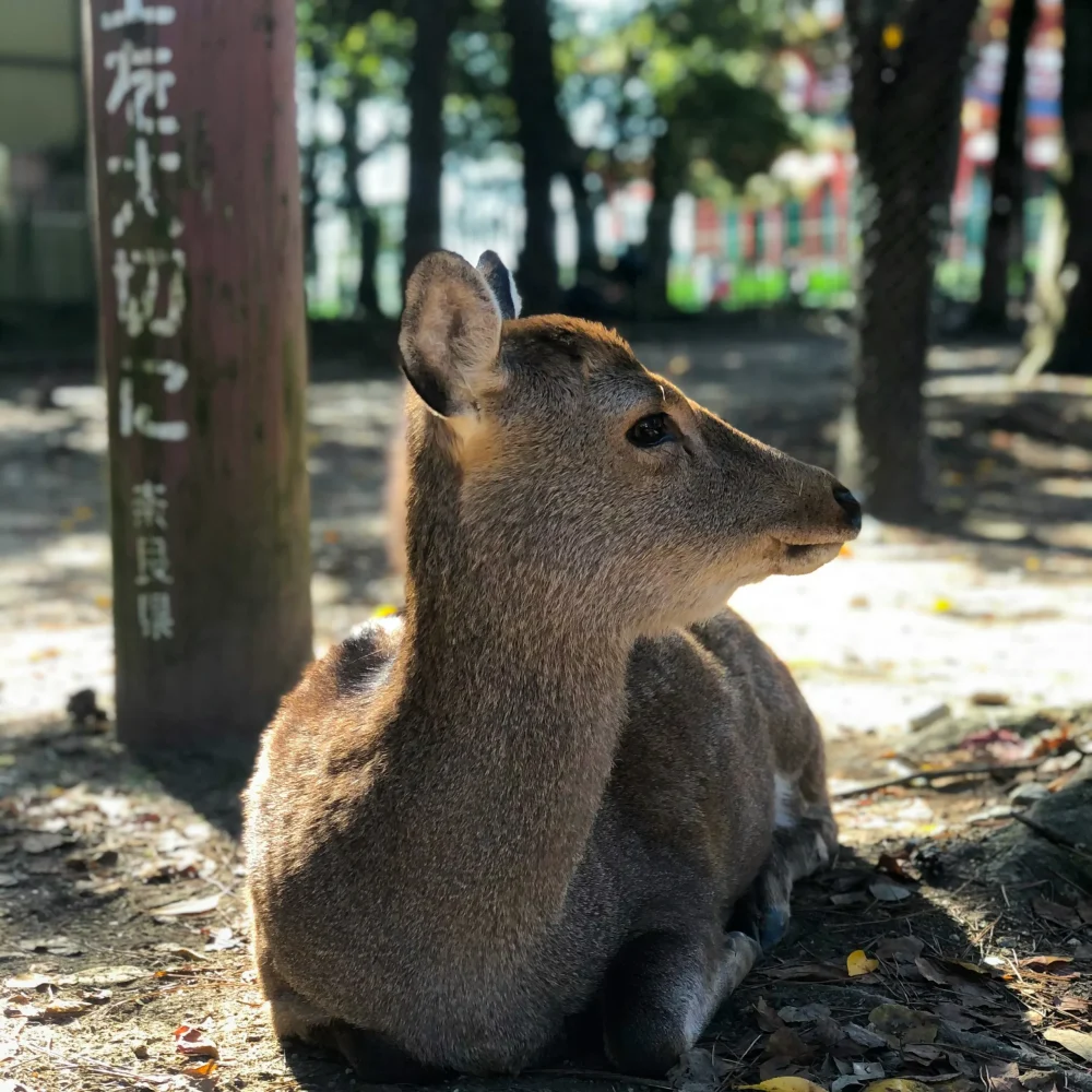 Japonsko