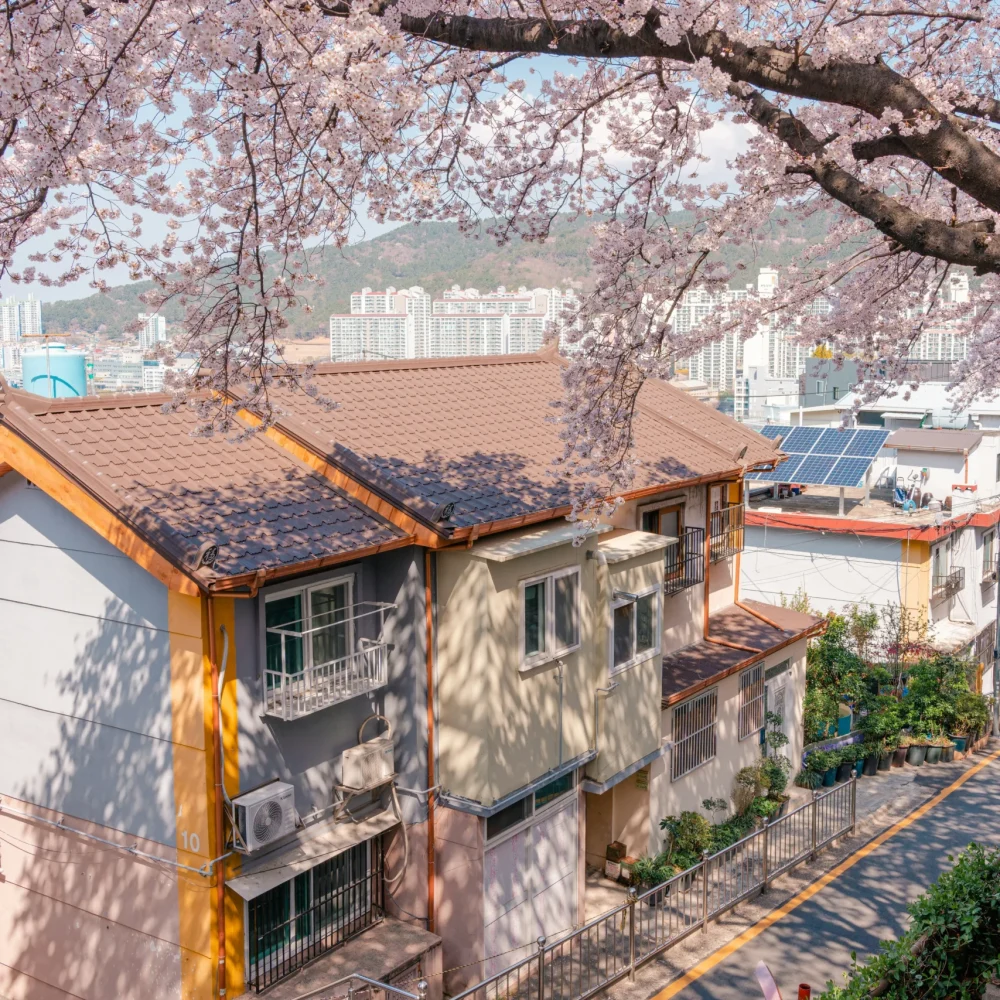 Jižní Korea bydlení sakura