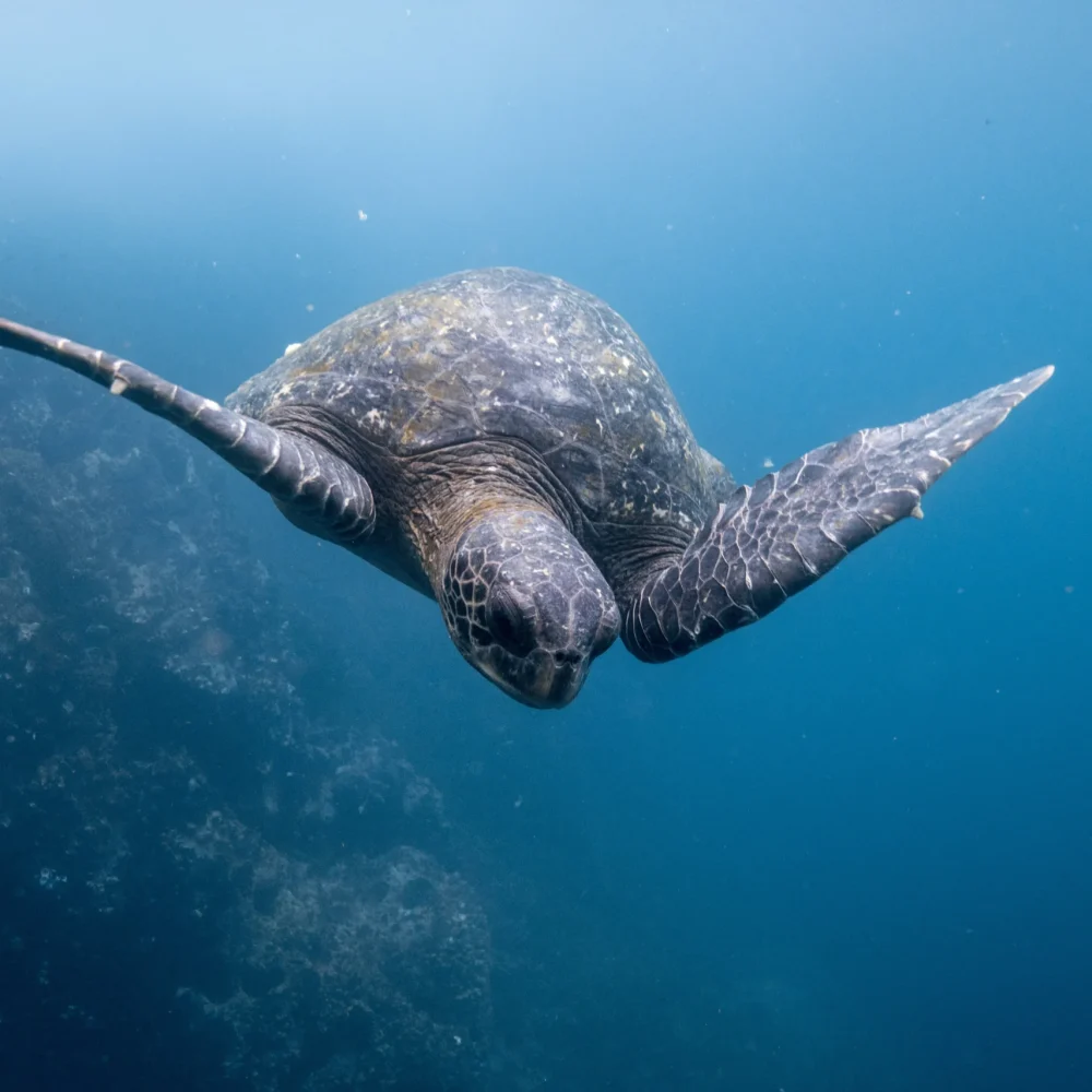 Galapágy