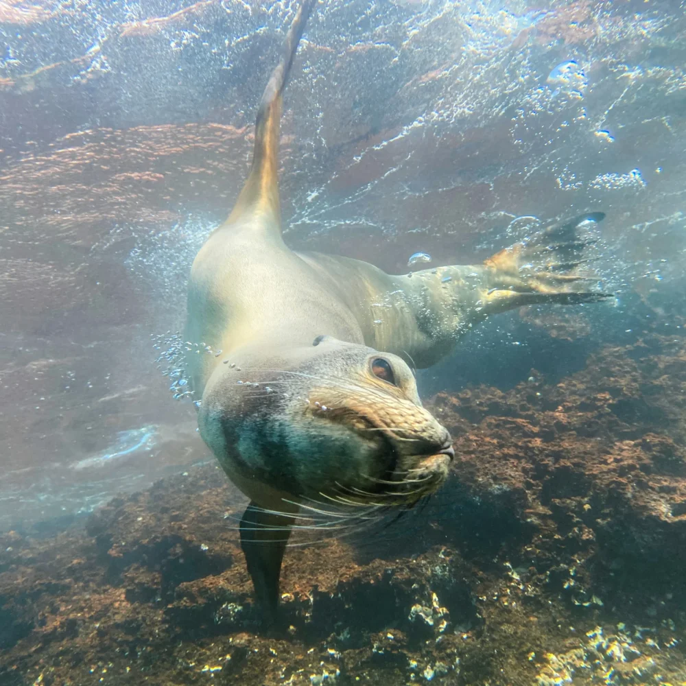 Galapágy