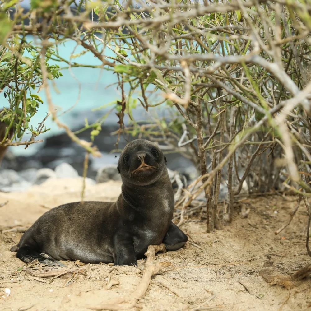 Galapágy