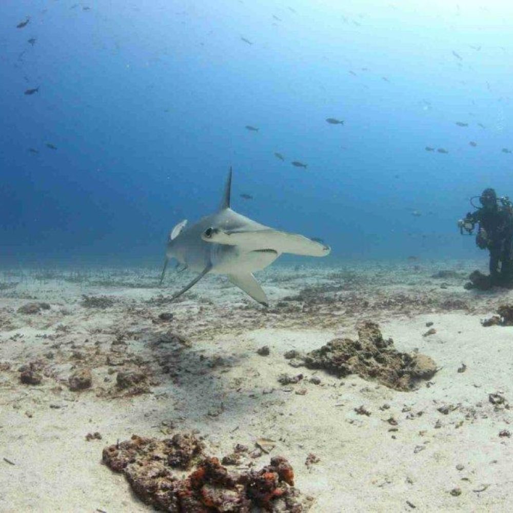 galapágy2