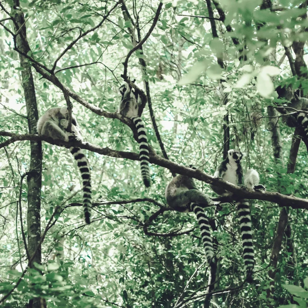 Madagaskar zájezd