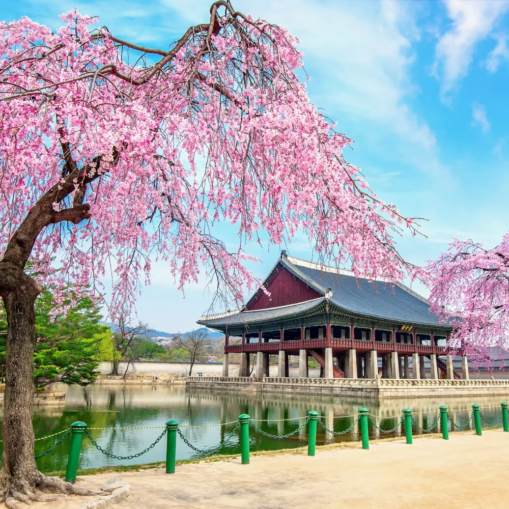 Jižní Korea - gyeongbokgung palác sakura