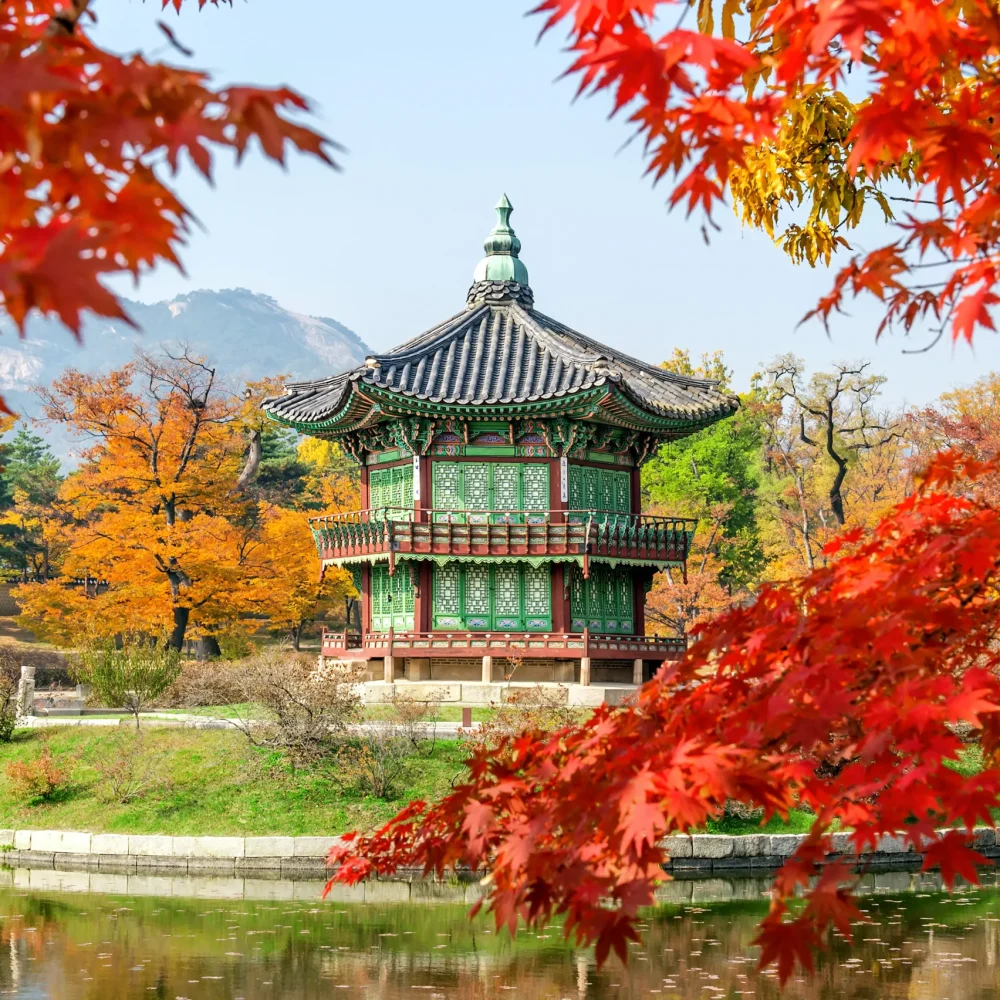 Jižní Korea gyeongbokgung palác Soul javor