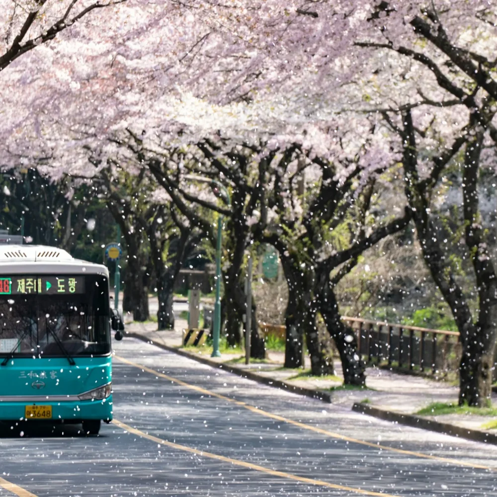 veřejná doprava, ostrov Jeju, Jižní Korea