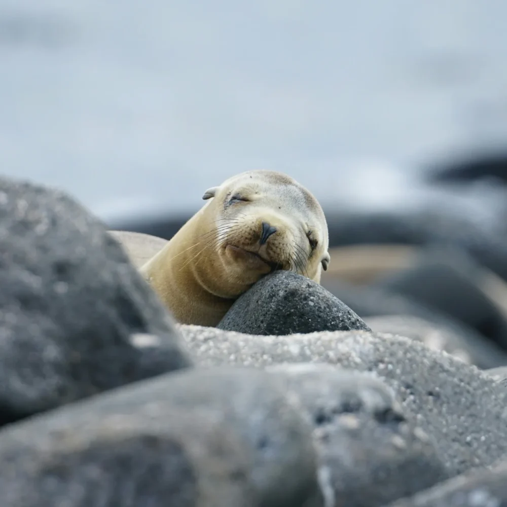 Galapágy