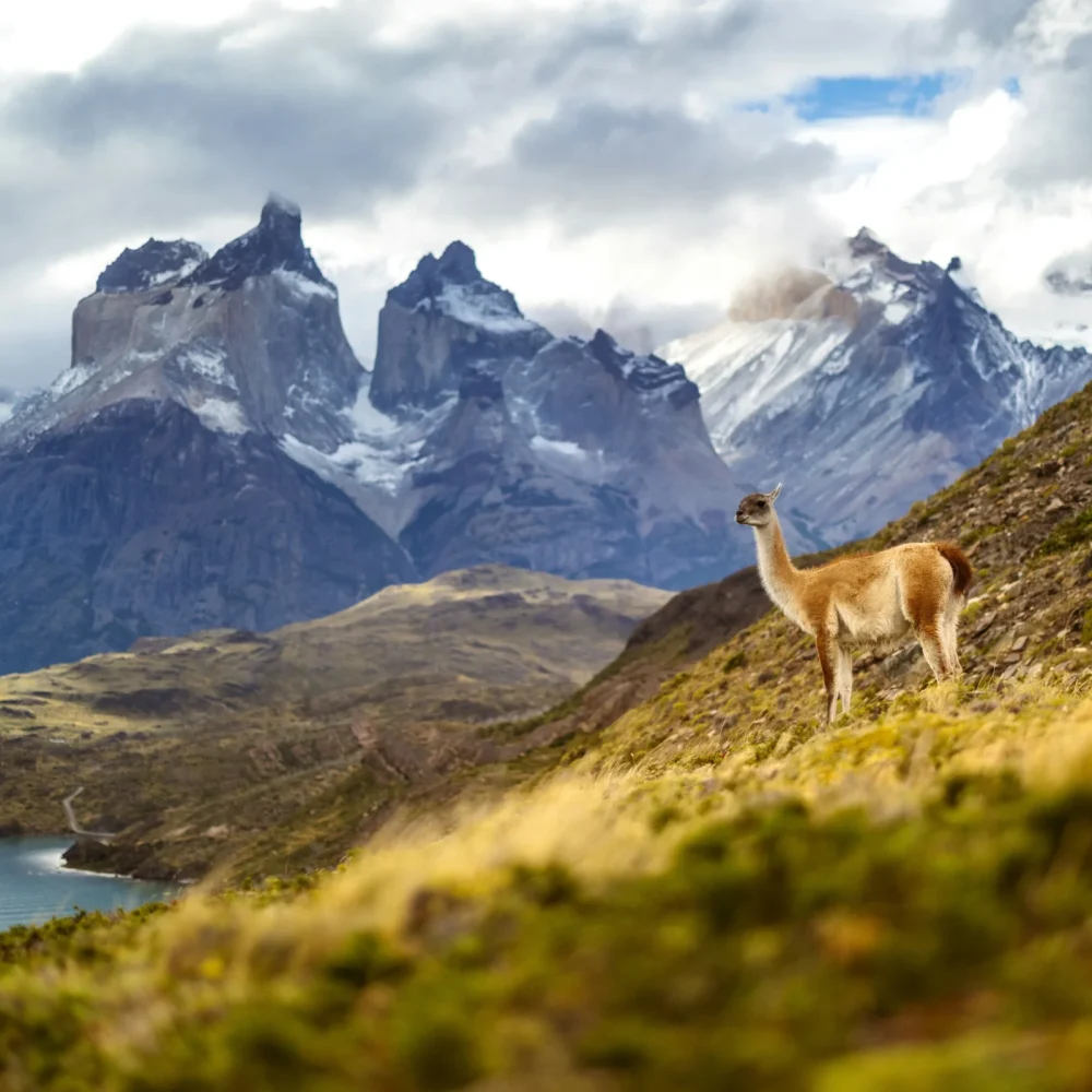 Patagonie Torres del Paine