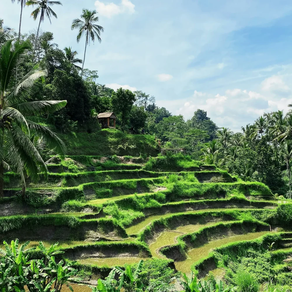Indonesie Bali rýžová pole