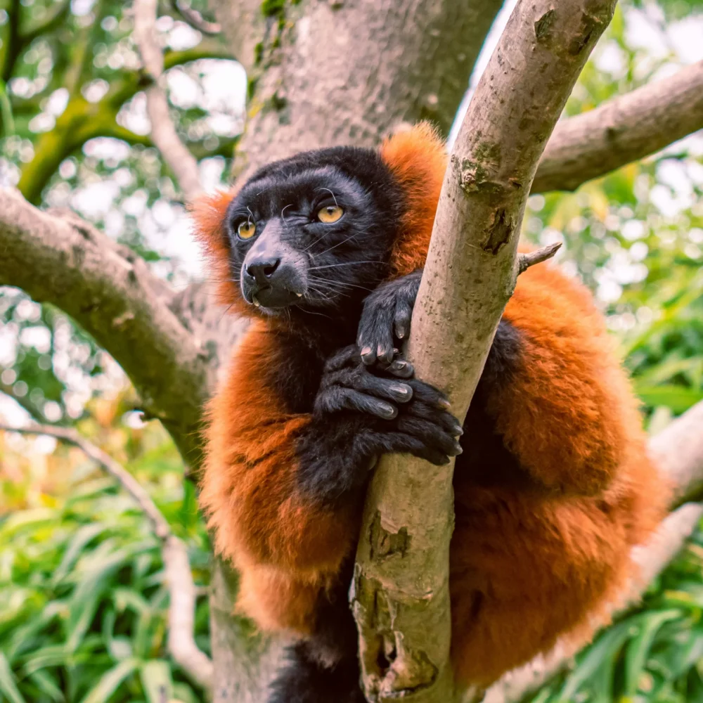 Madagaskar zájezd lemur