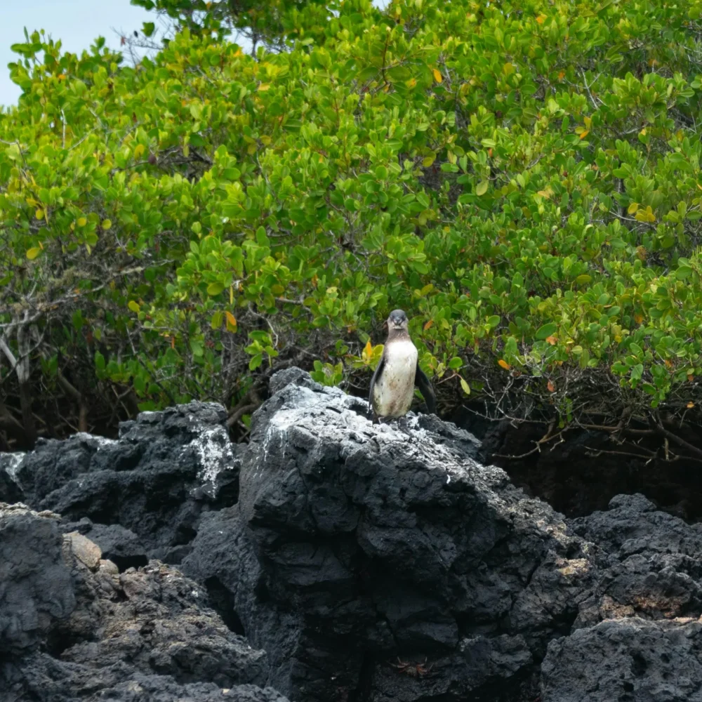 Galapágy