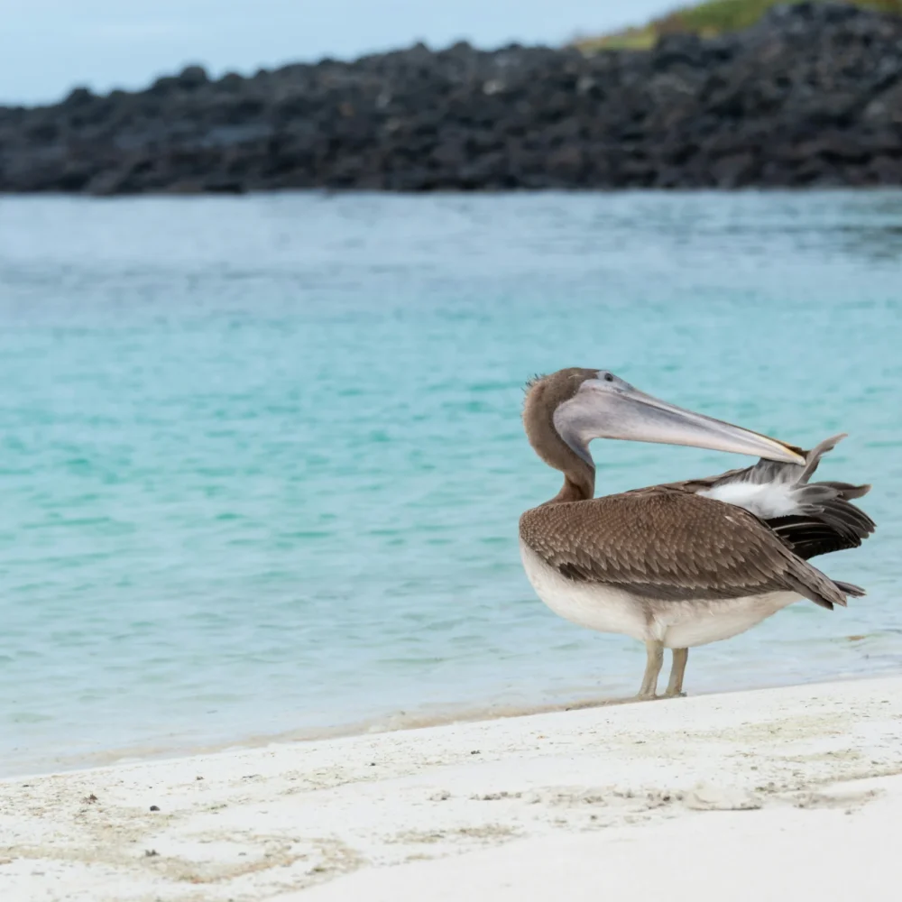 Galapágy