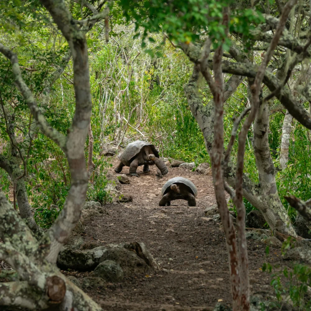 Galapágy