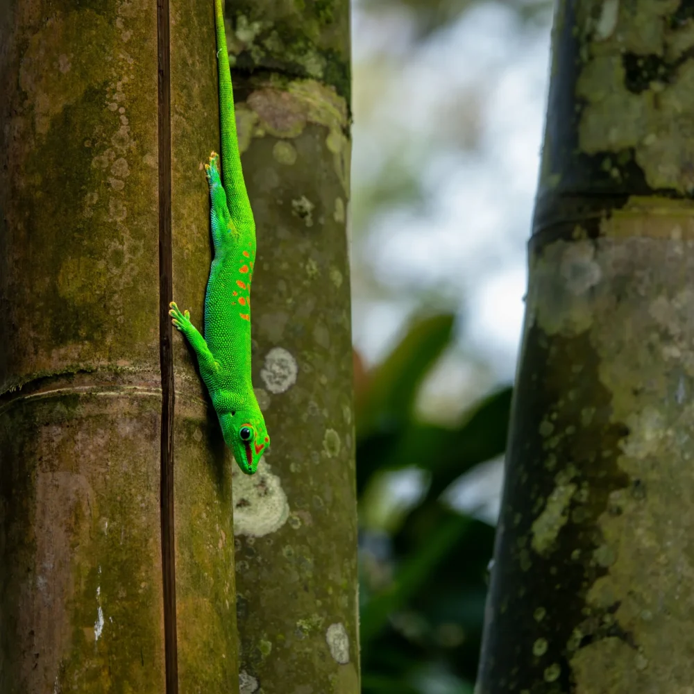 Madagaskar zájezd