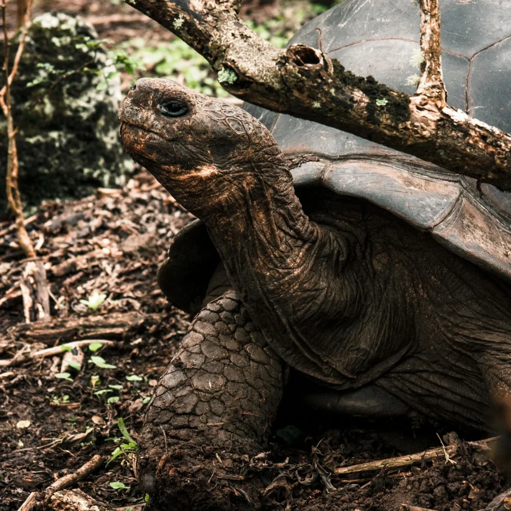 Galapágy