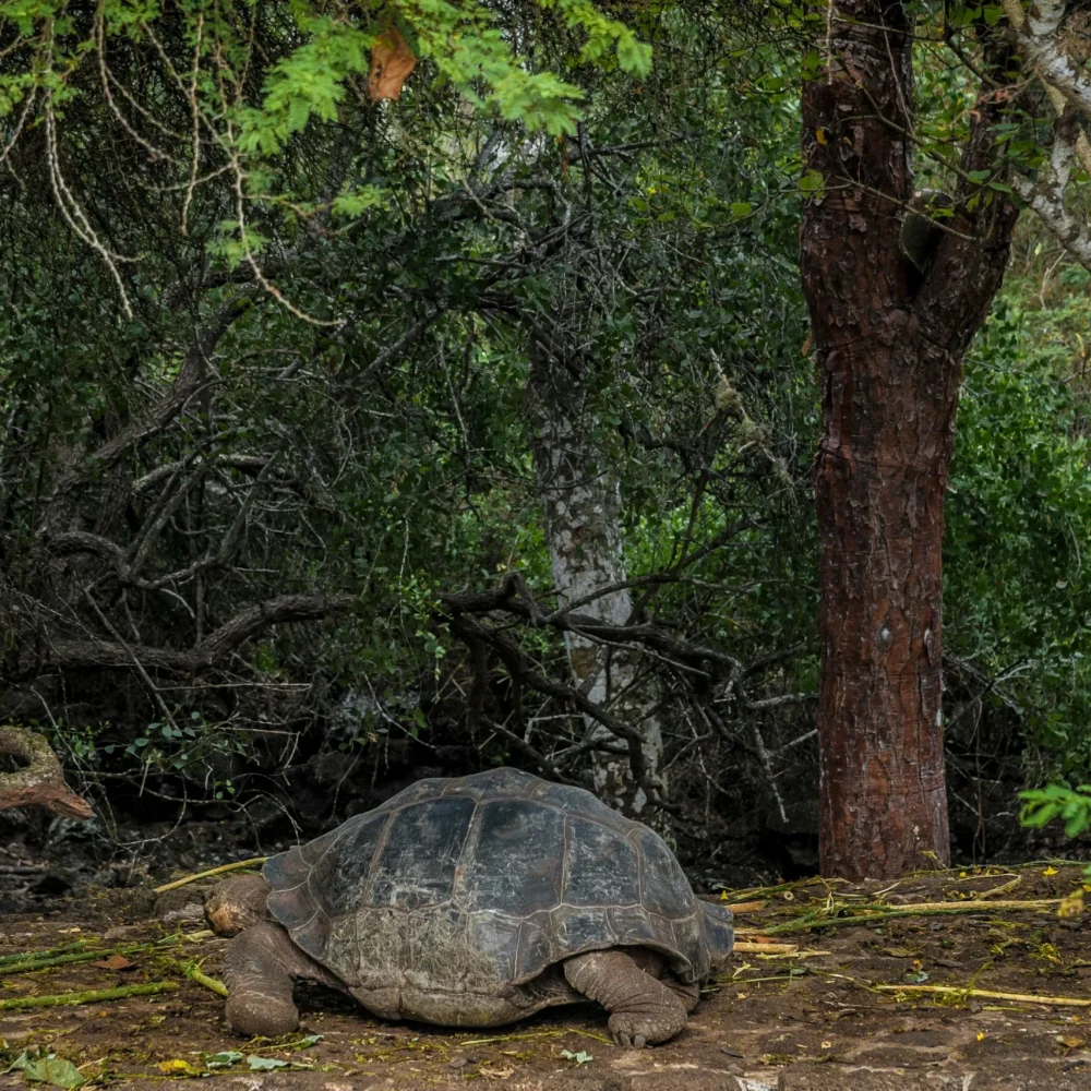 Galapágy