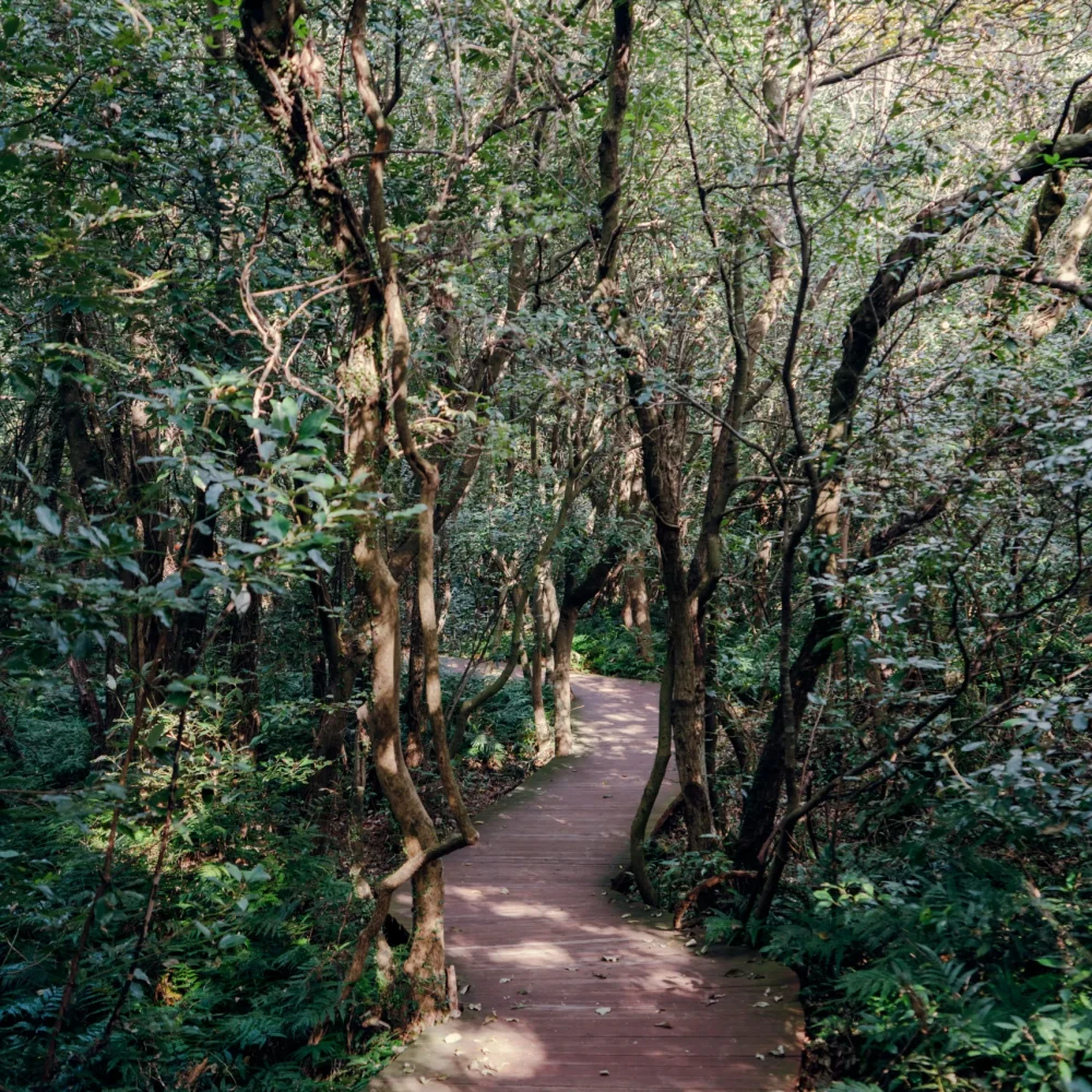 příroda ostrov Jeju, Jižní Korea