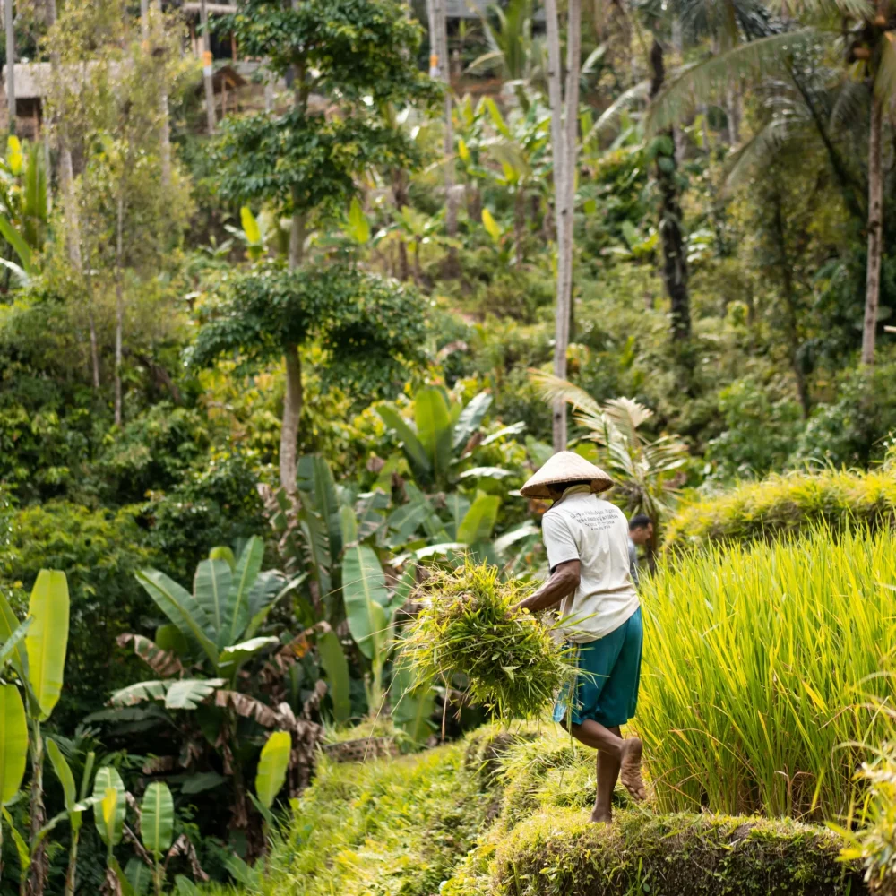 Indonesie Bali rýžová pole farmář