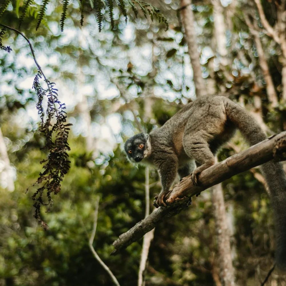 Madagaskar zájezd