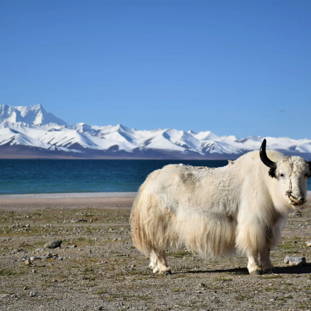 Čína Tibet