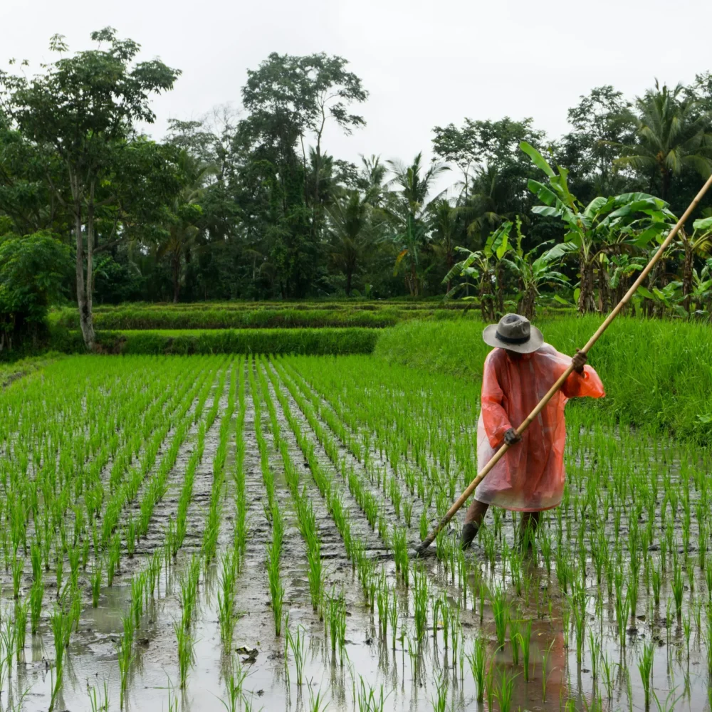 Bali Ubud Indonesie farmář řýže