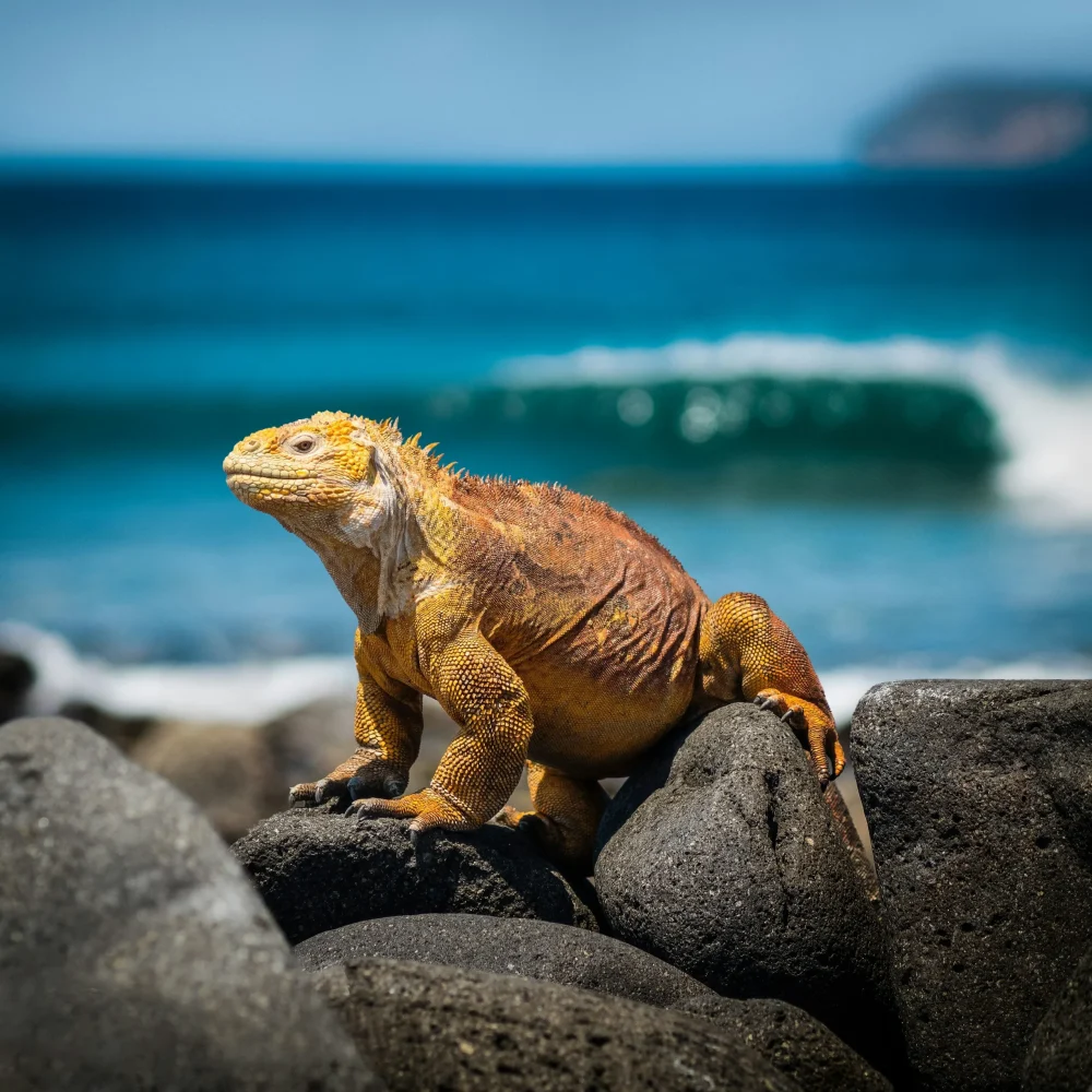 Galapágy