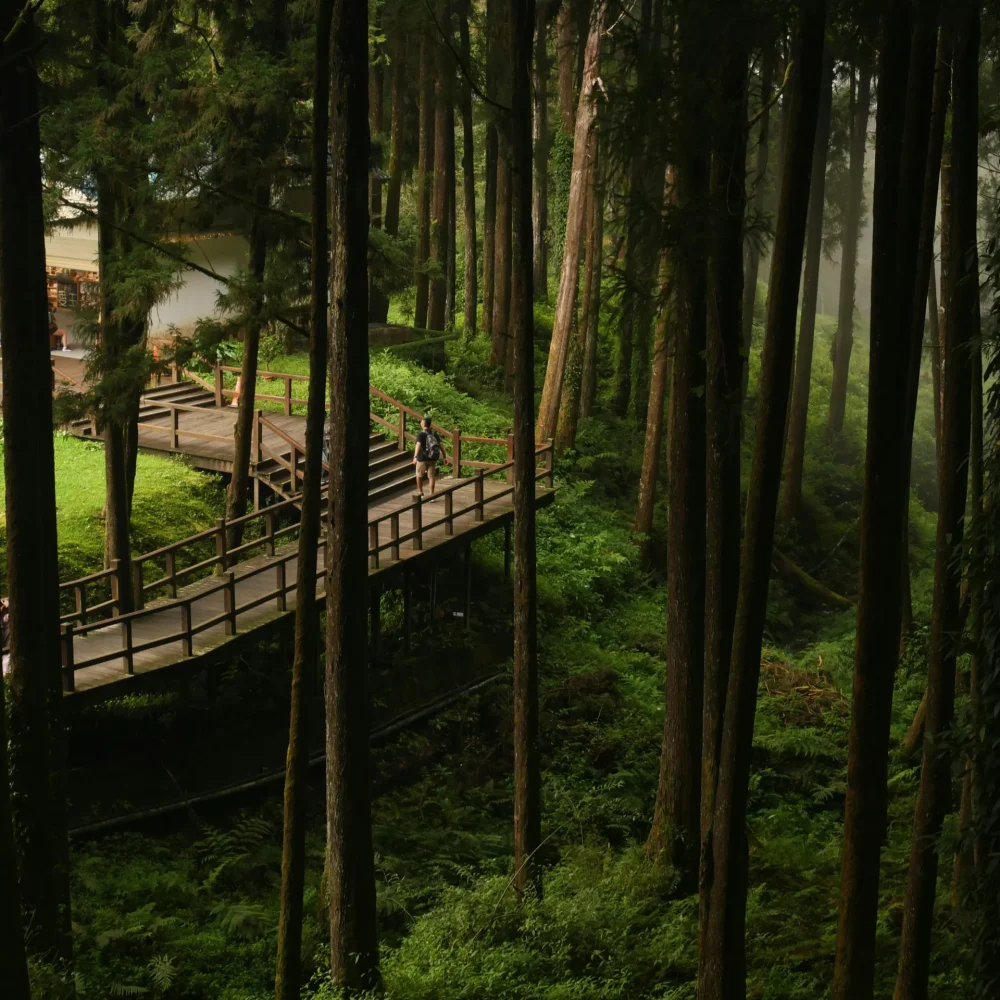 Taiwan Alishan