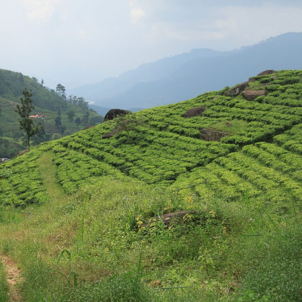 tea-3785443_1280