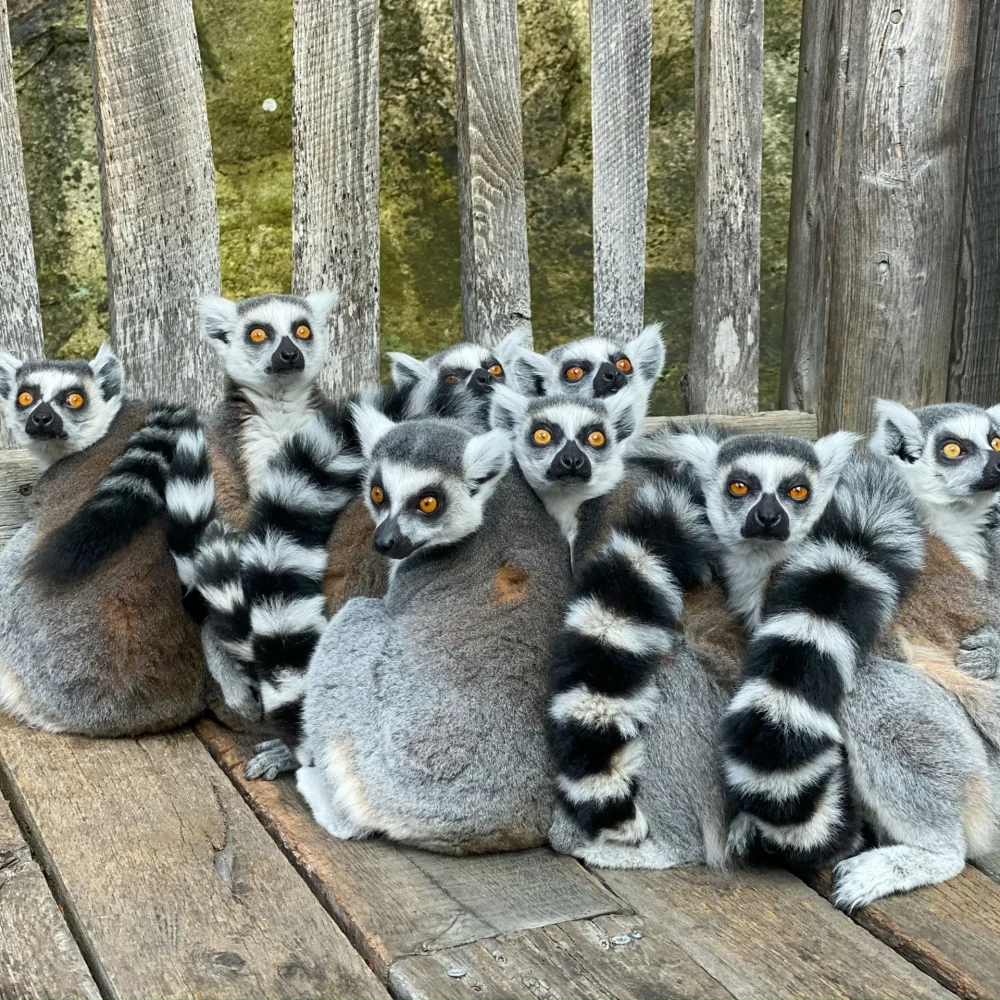 Madagaskar zájezd